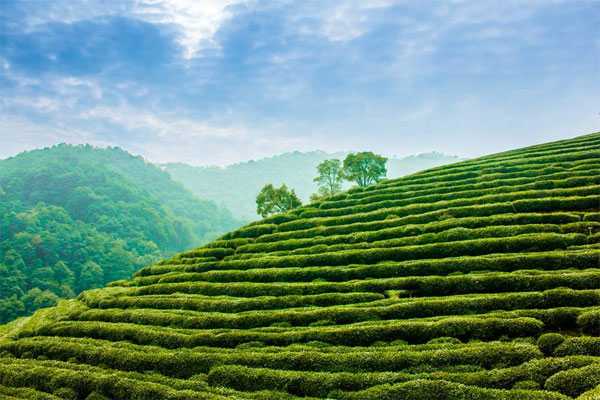 龙井茶的炒制过程 高级龙井茶的产地