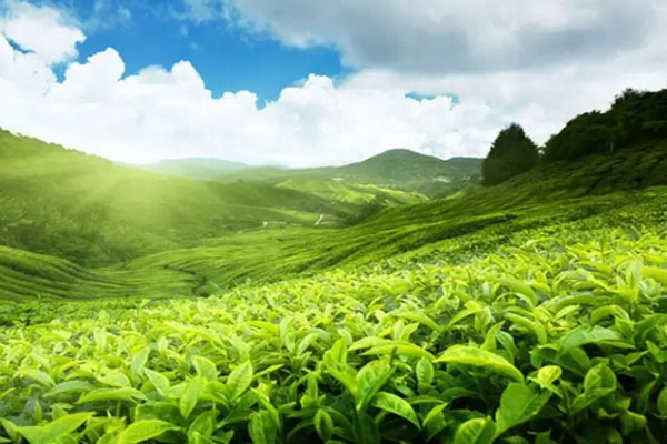 山西药茶助农民脱贫增收 山西药茶新型产业助力发展