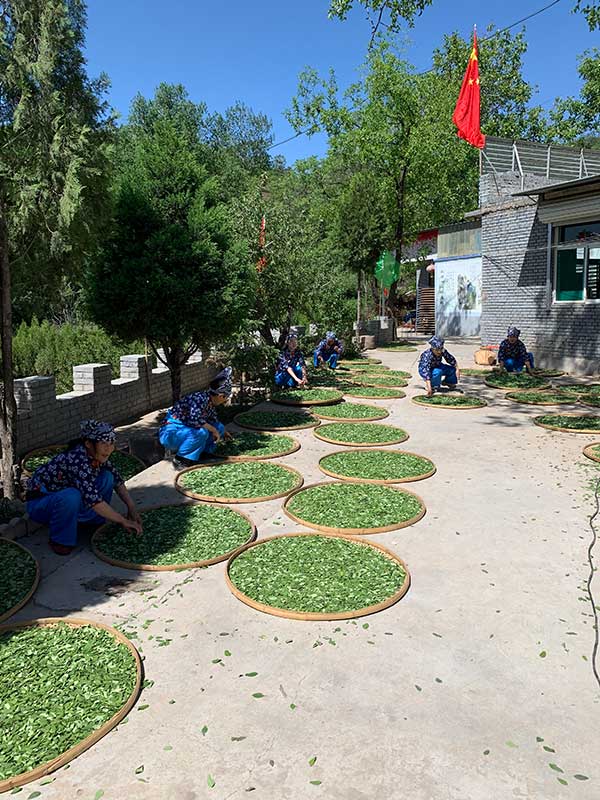 山西药茶联盟 山西药茶 山西药茶网