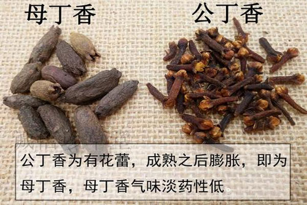 药材丁香和丁香花一样吗 药材丁香的作用 药材丁香的功效