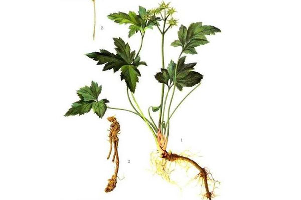 黄连与胡黄连异同-中药文化-山西药茶网-茶的味道,药的功效