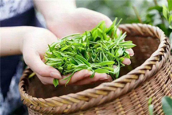 什么茶养胃 山西药茶网 山西药茶