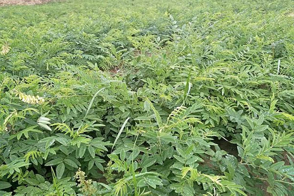 苦参人工种植技术 山西药茶