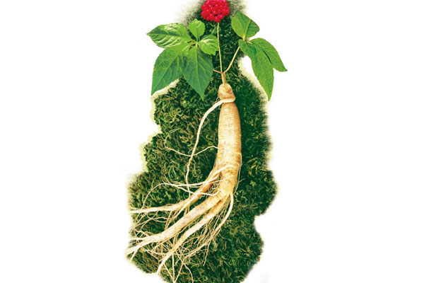 人参叶的炮制方法