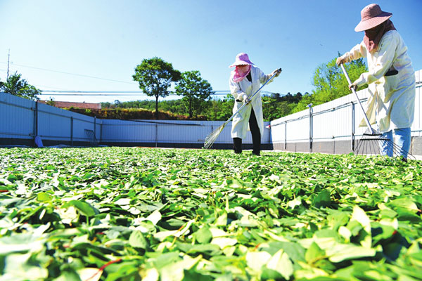 山西药茶助农民脱贫增收 山西药茶新型产业助力发展