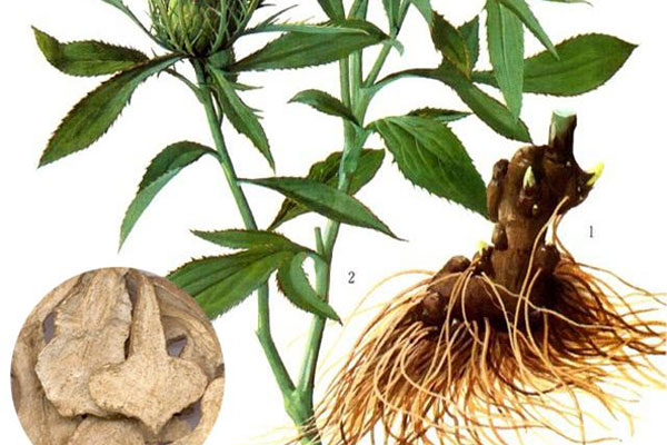 白术的作用,白术种植,白术的种植条件,山西药茶