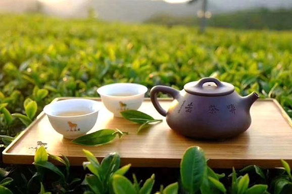 连翘茶的历史,连翘为茶之上品,百年老翘
