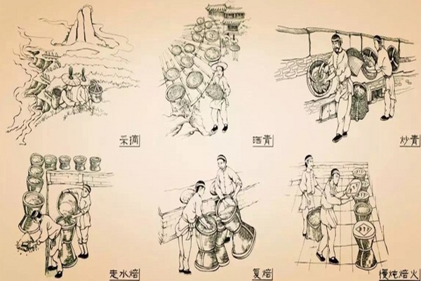 制茶工艺,茶叶加工