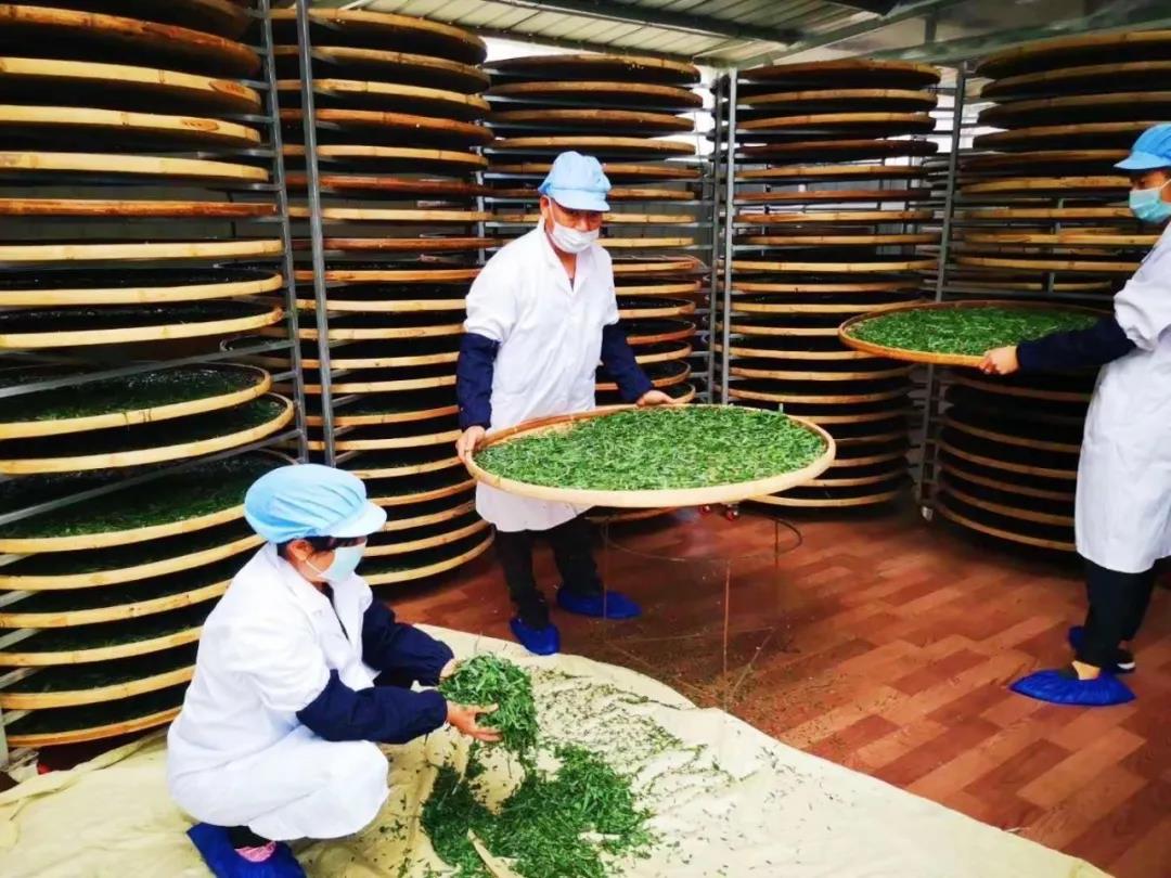 蒲公英小镇,药茶发展之路,开发药茶